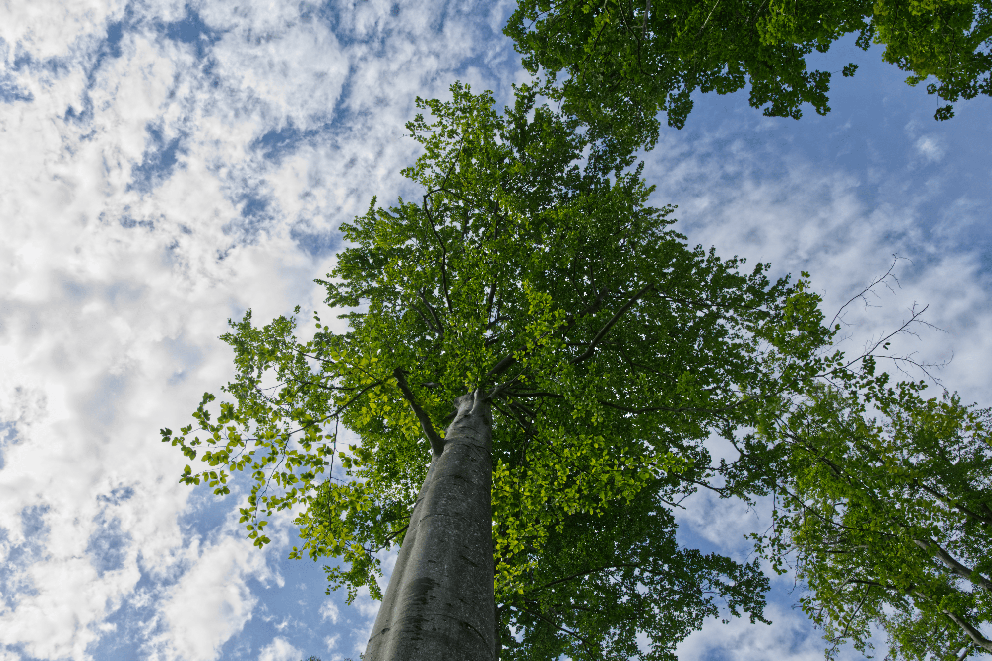 augsburg krone baum 4.0