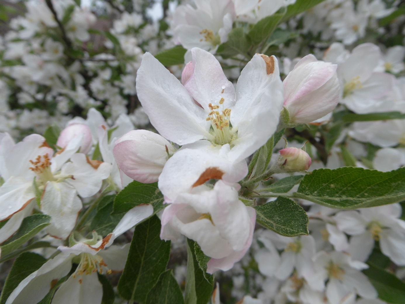 Abb. 1: Apfelblüte (Quelle: Prof. Annette Menzel)