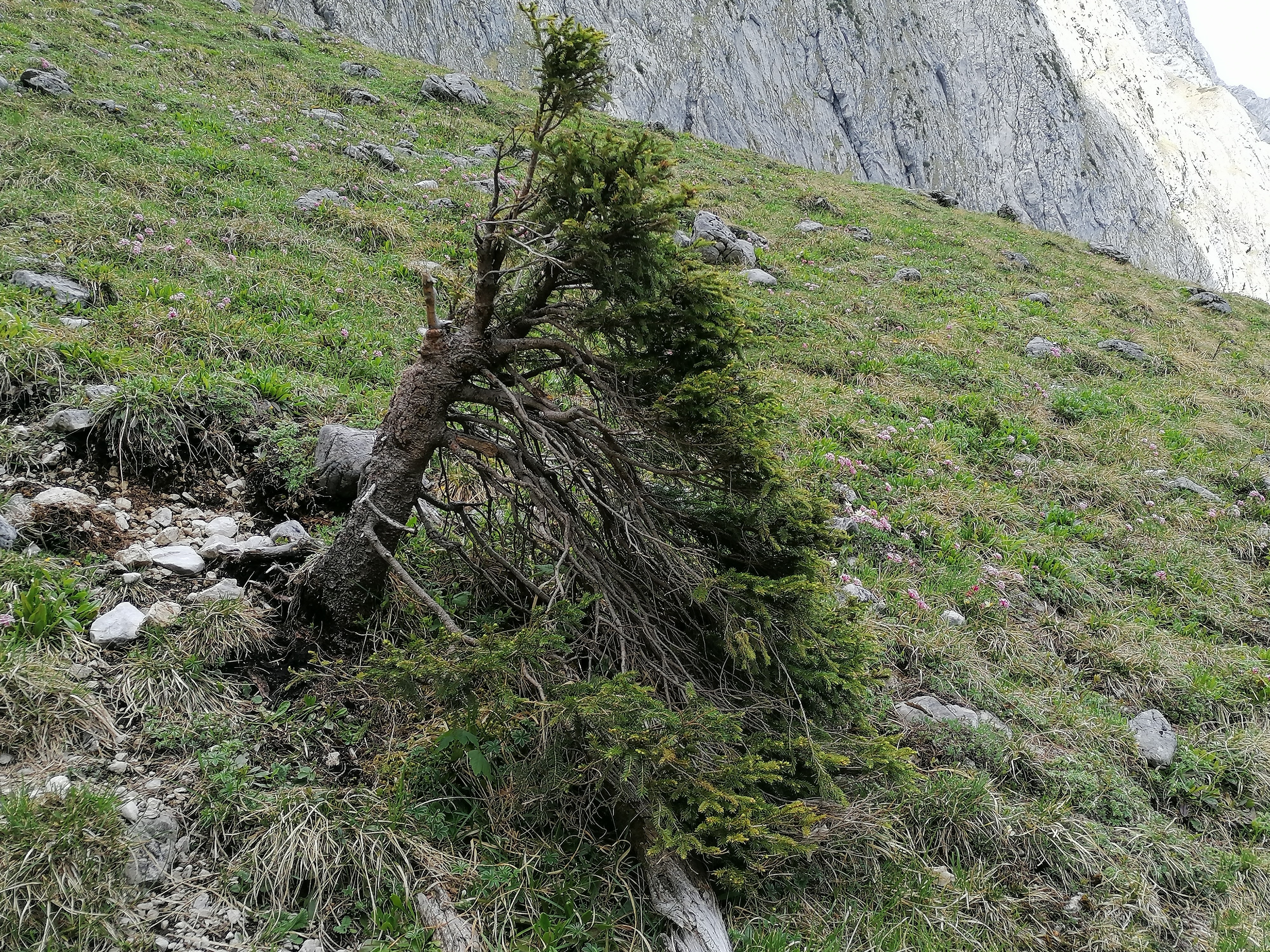 strauchförmige Fichte als Vorposten im alpinen Rasen